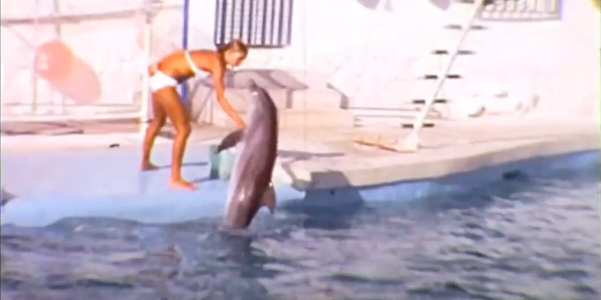 delfines1973